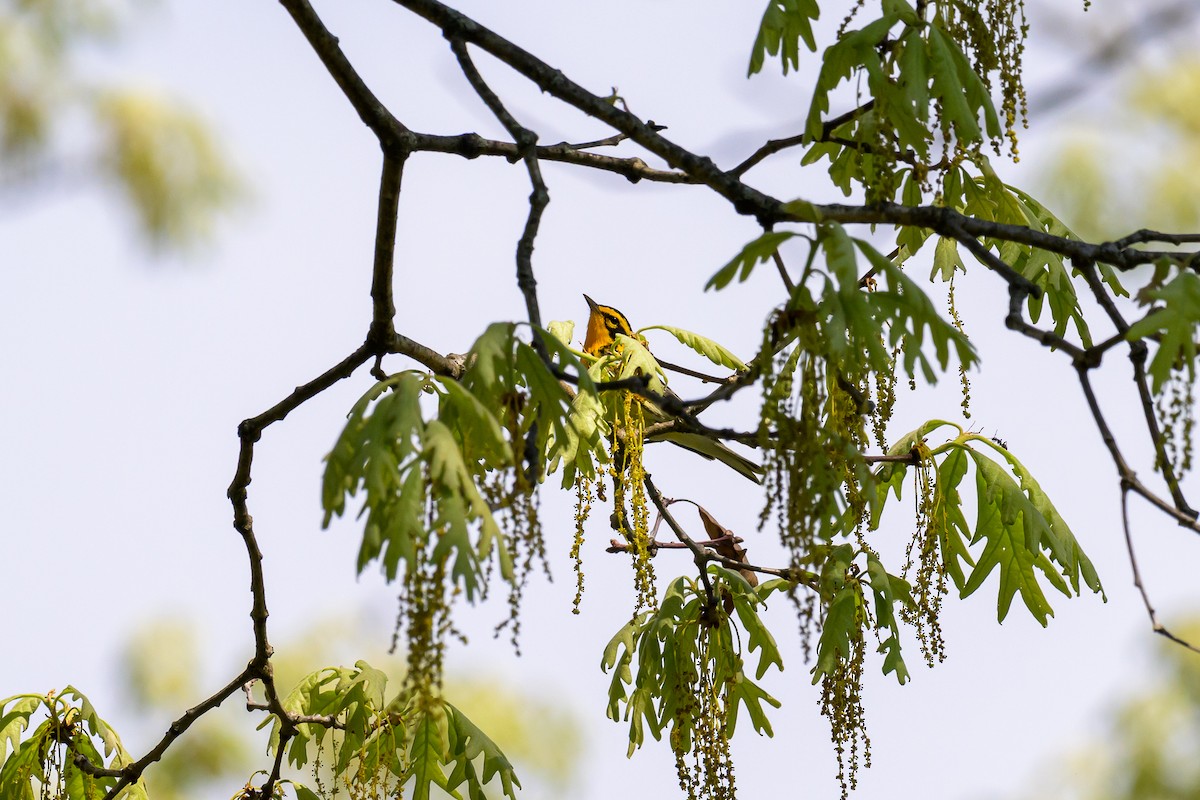 Blackburnian Warbler - ML618449077