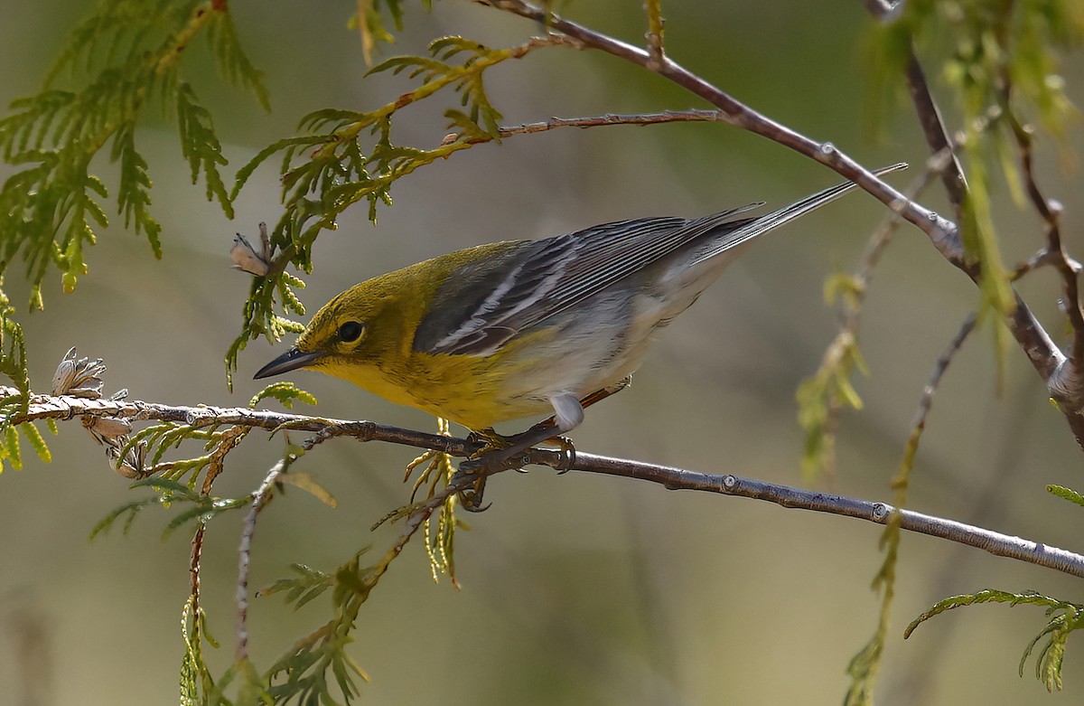 Pine Warbler - Scott Sneed