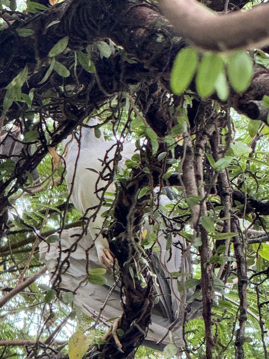 Black-crowned Night Heron - Clarisse Odebrecht