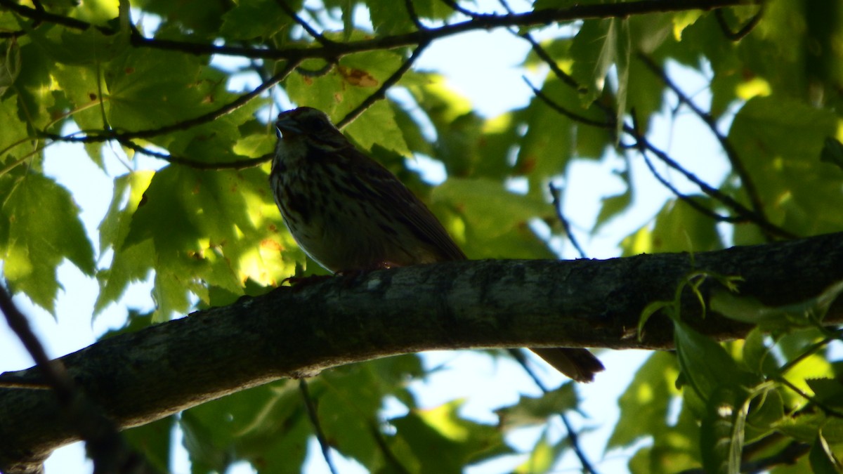 Song Sparrow - ML61844911