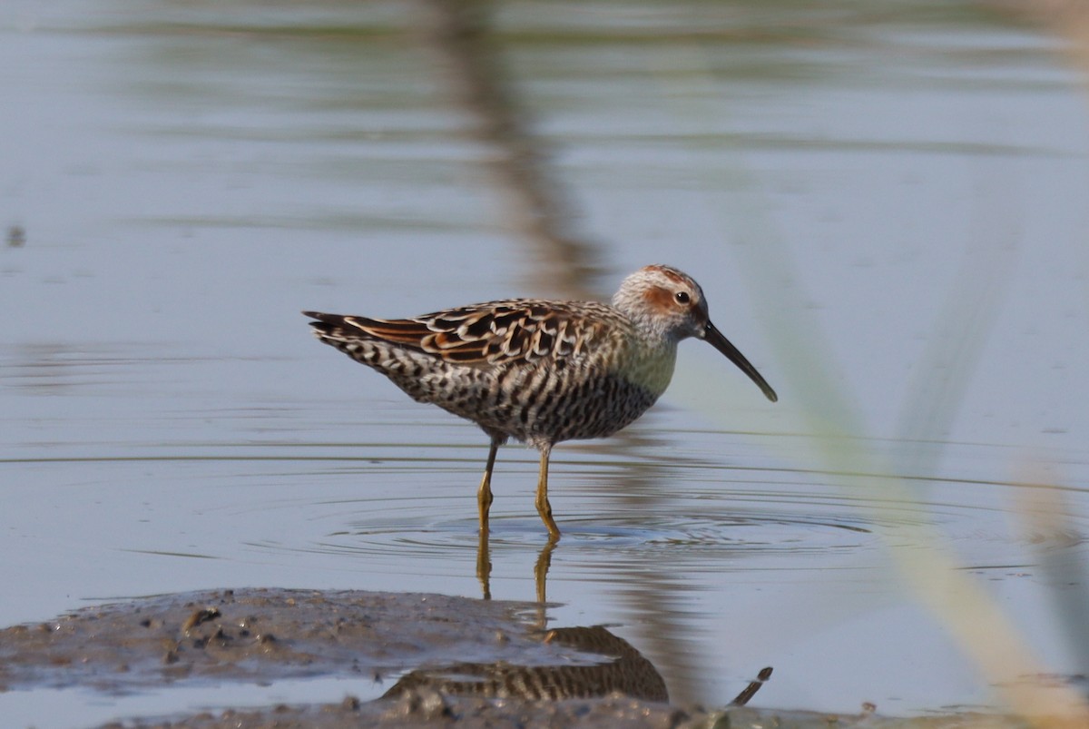 Stilt Sandpiper - ML618449128