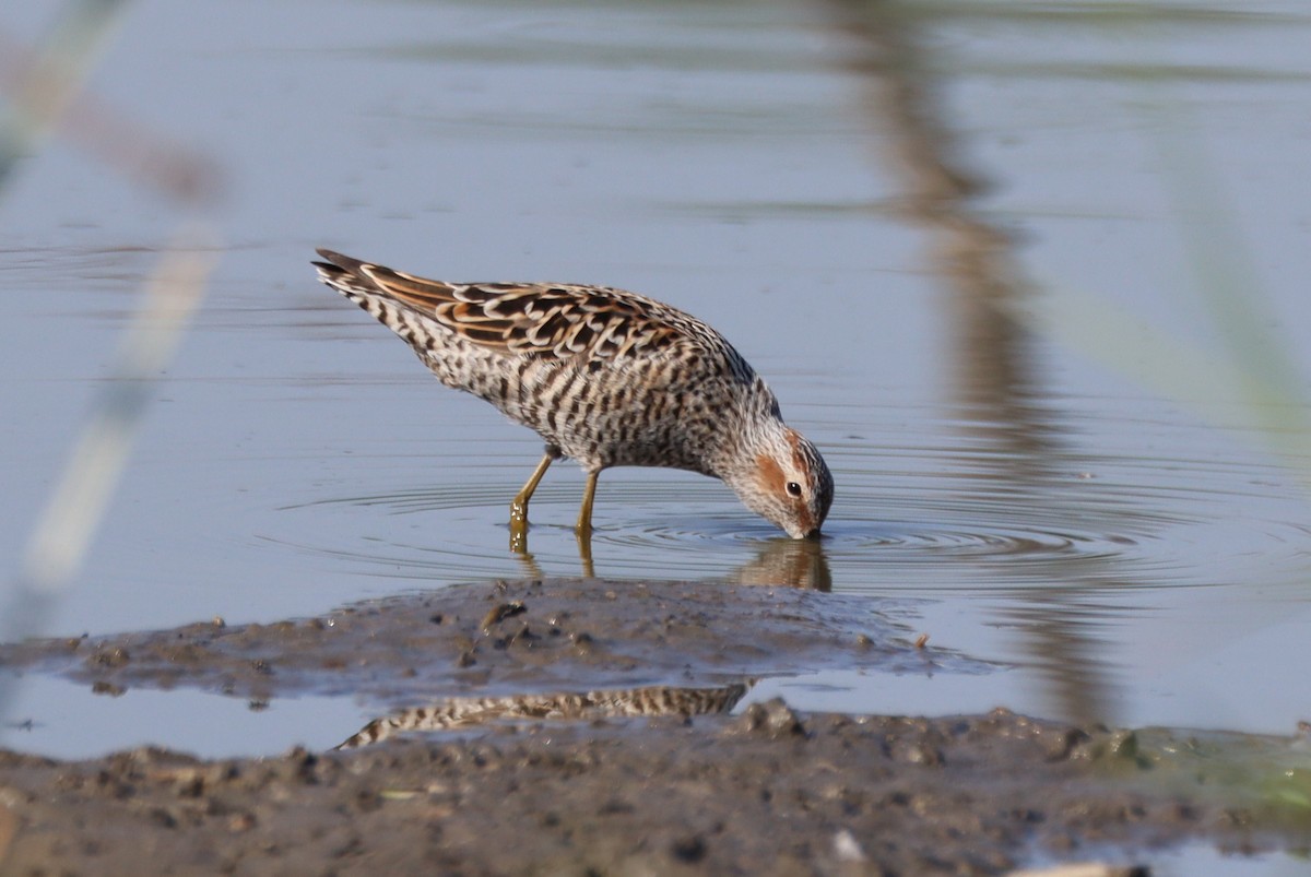 Stilt Sandpiper - ML618449129