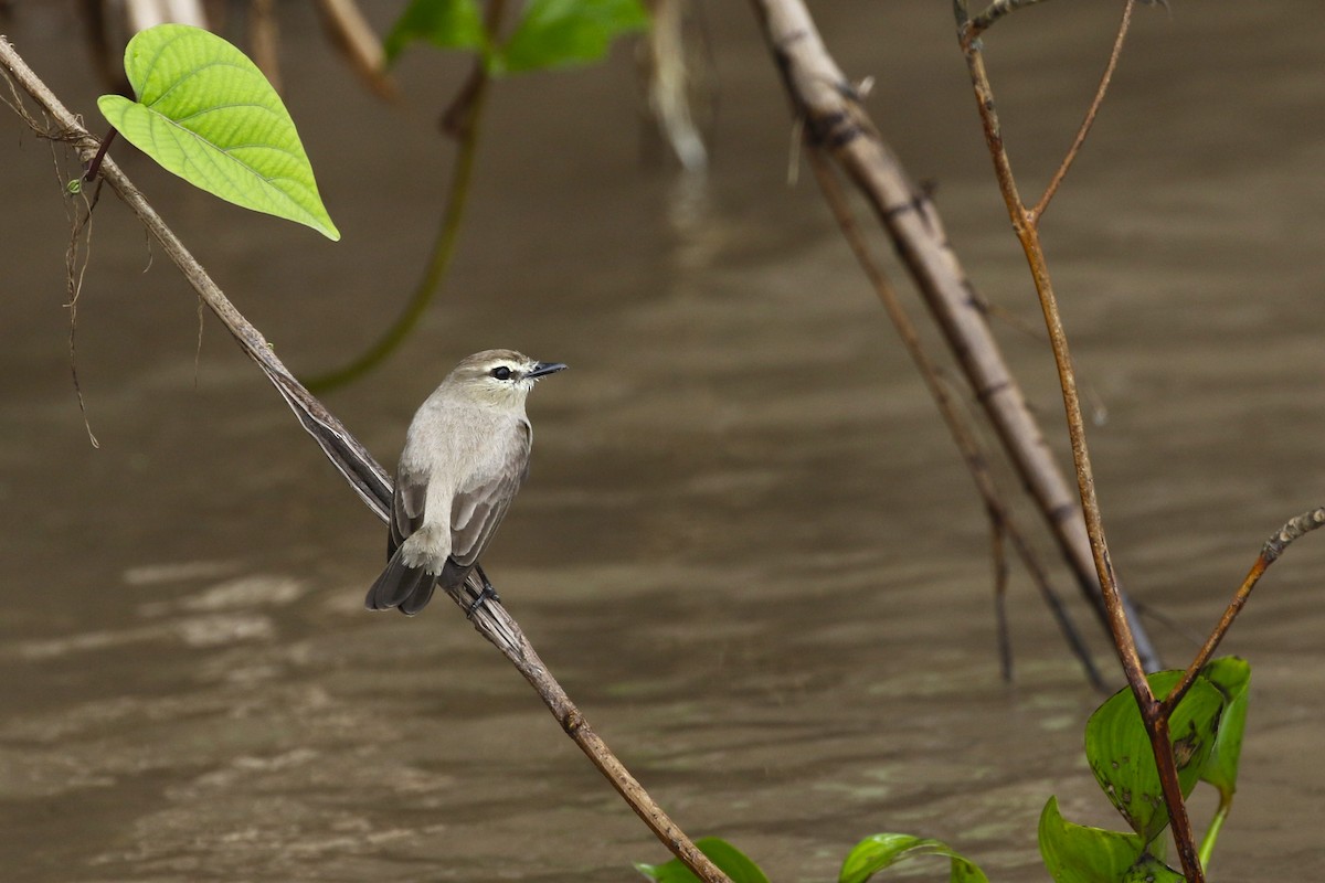 Mosquerito Guardarrios - ML618449147