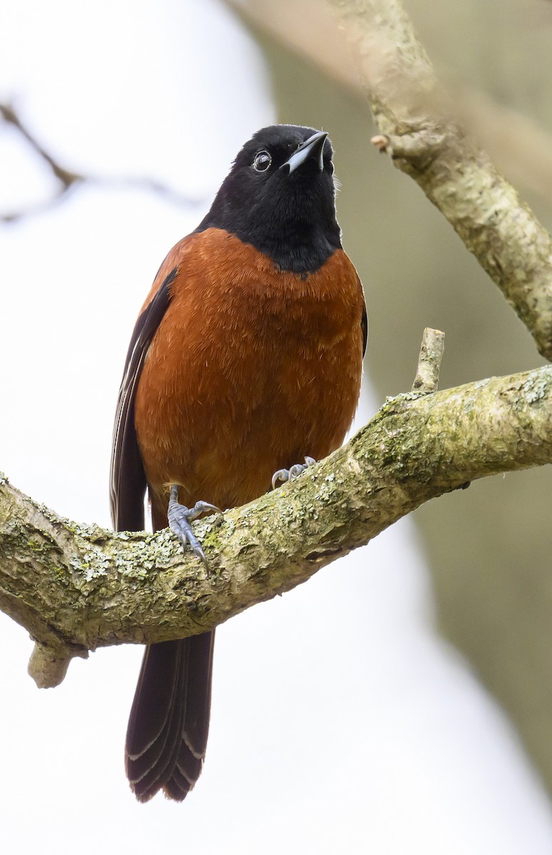 Orchard Oriole - Jocelyn  Anderson