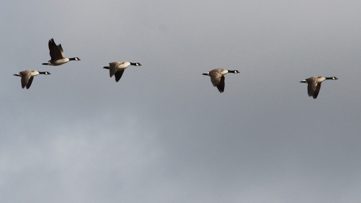 Cackling Goose - Geoffrey Urwin