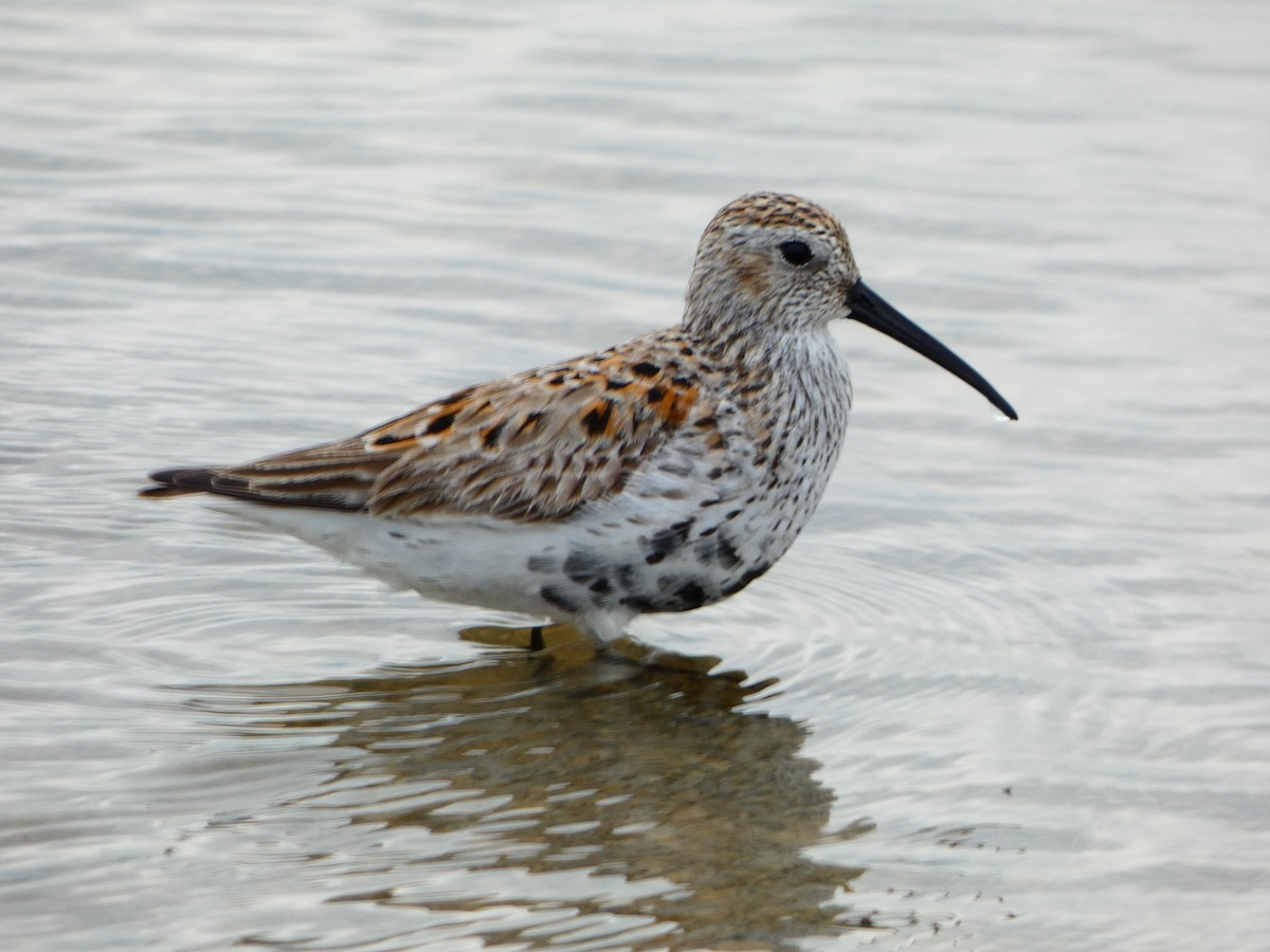 Dunlin - ML618449158