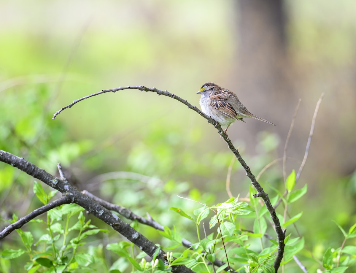 White-throated Sparrow - Jocelyn  Anderson