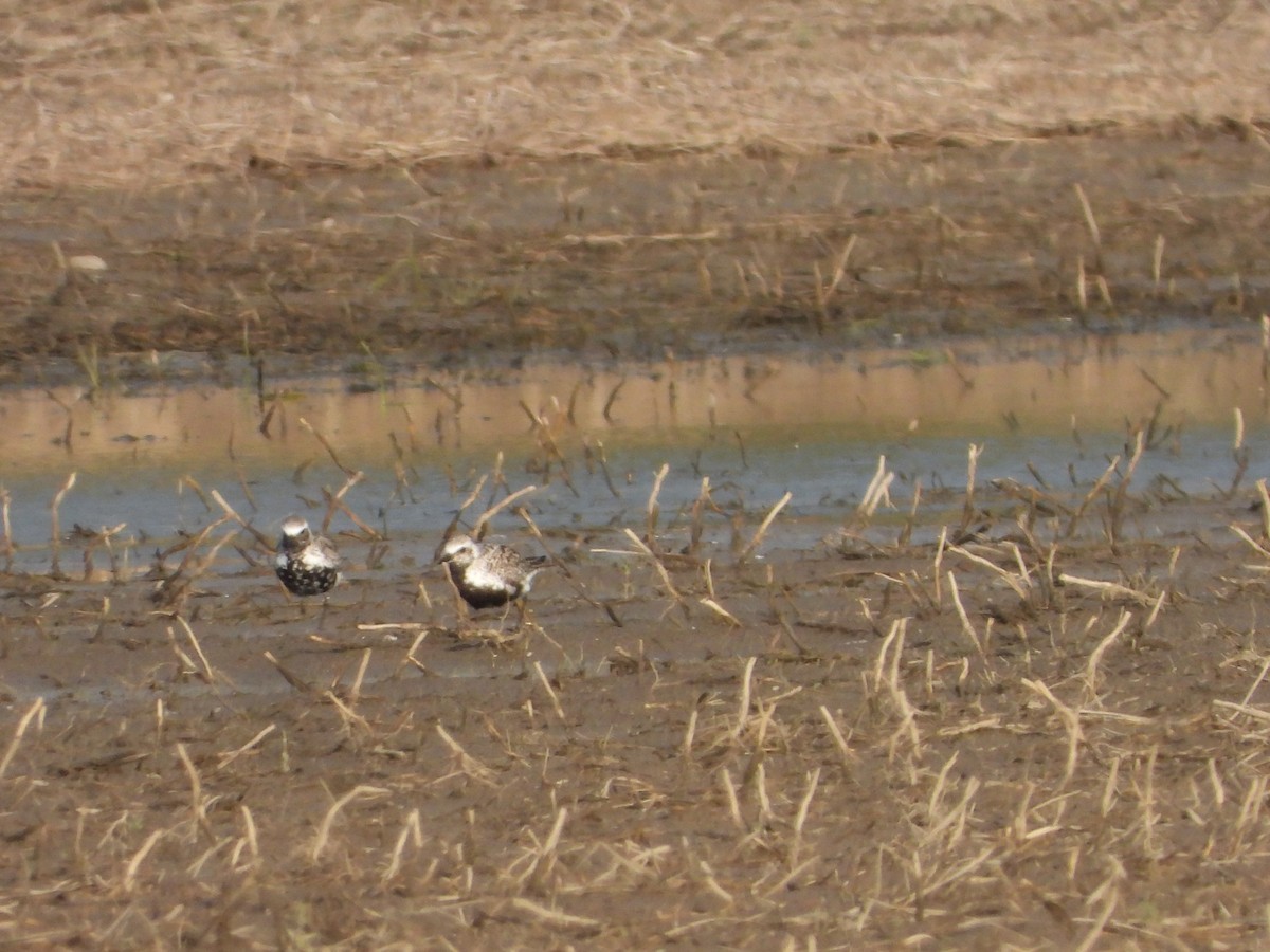 Black-bellied Plover - George Prieksaitis