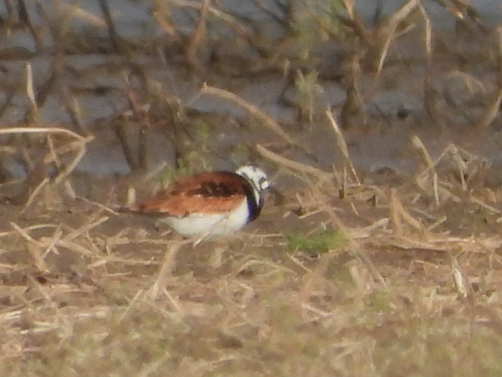 Ruddy Turnstone - George Prieksaitis