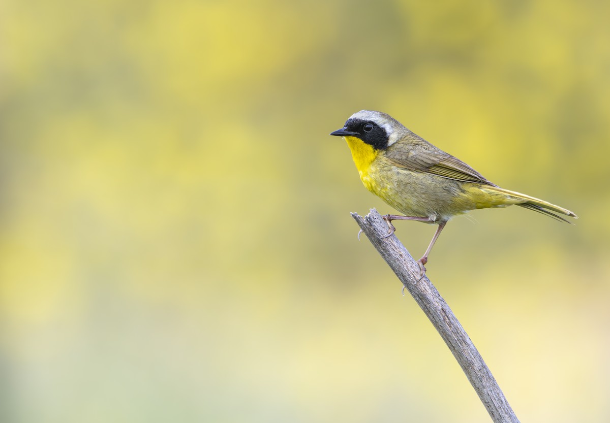 Common Yellowthroat - ML618449195