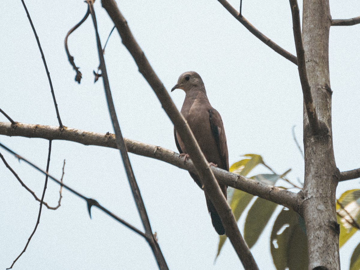 Short-billed Pigeon - Marvin Tórrez