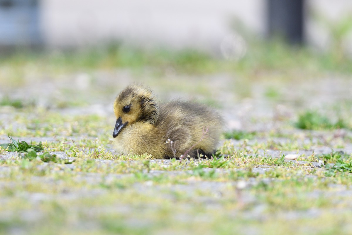 Canada Goose - ML618449215