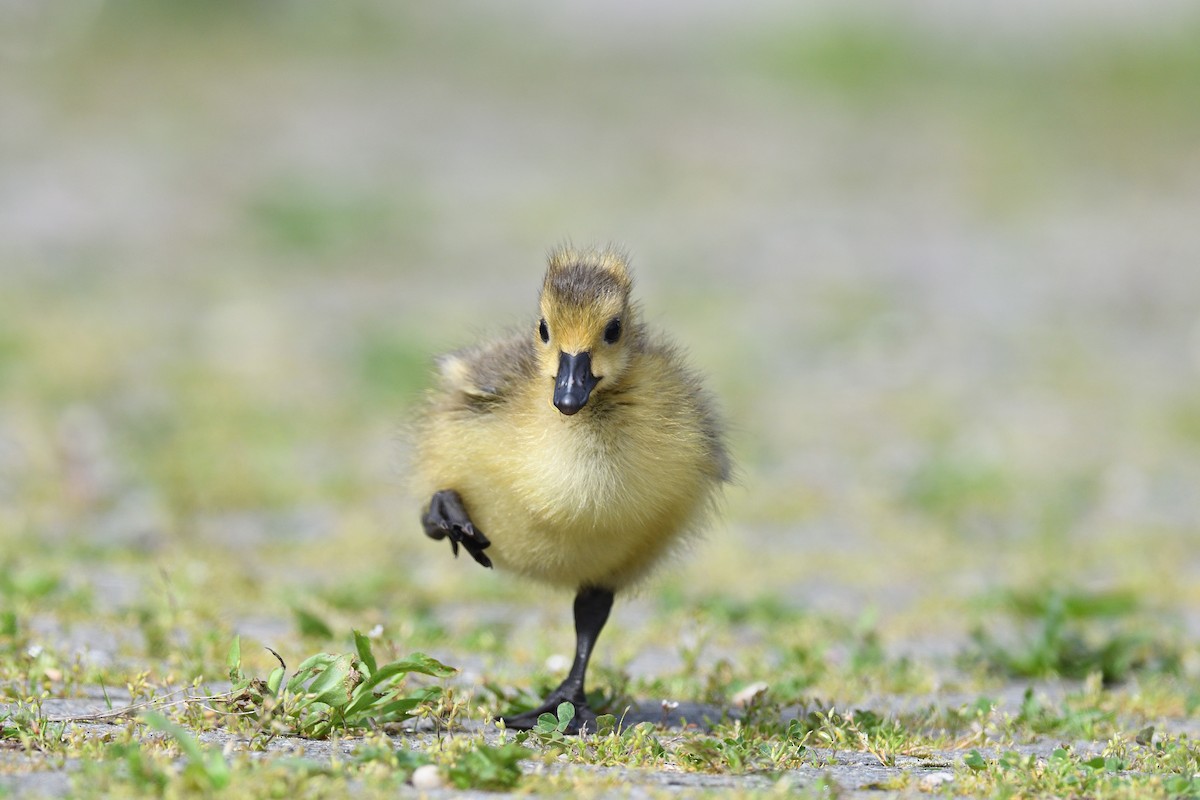 Canada Goose - ML618449217