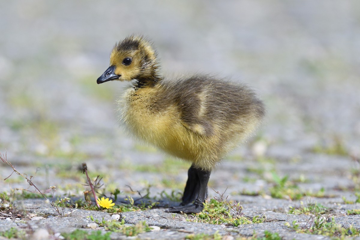 Canada Goose - ML618449224