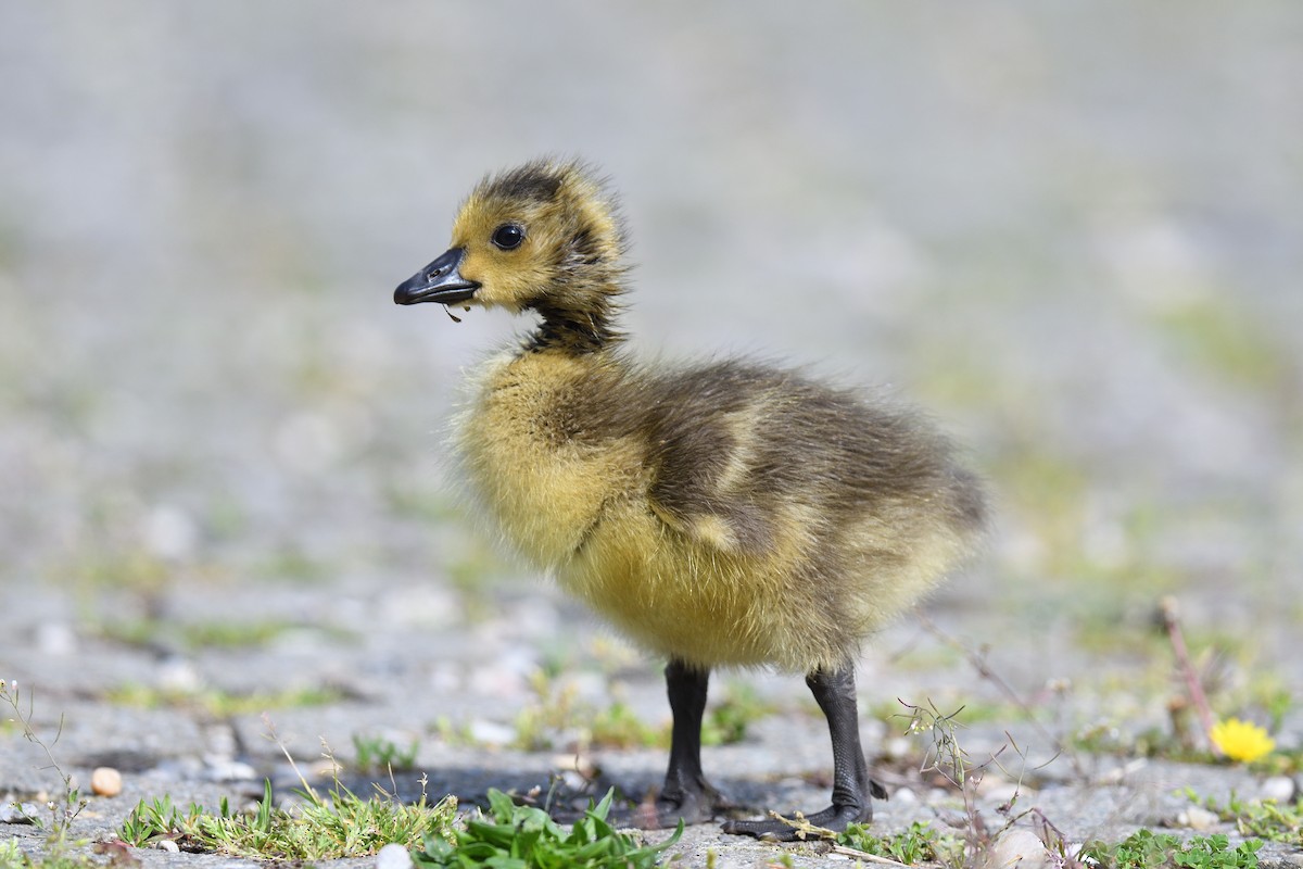 Canada Goose - ML618449225