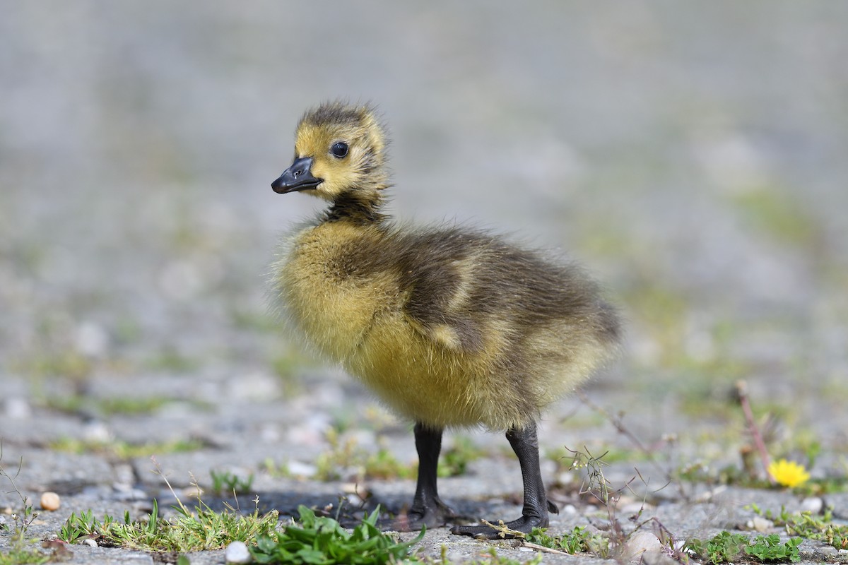 Canada Goose - ML618449226