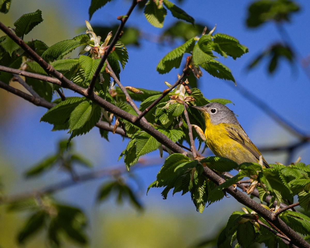 Nashville Warbler - ML618449247