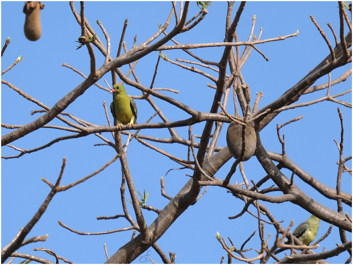 African Green-Pigeon - ML618449255