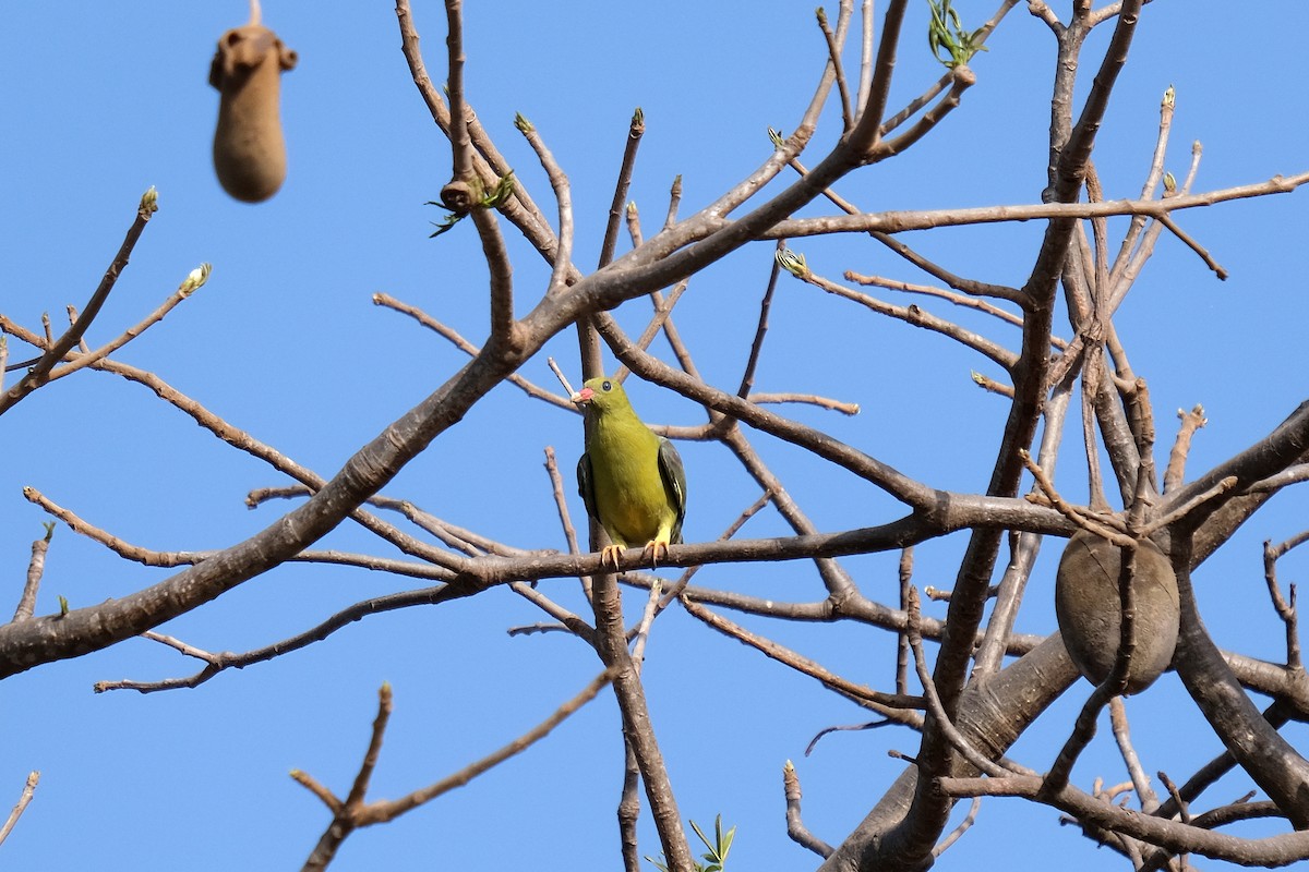 African Green-Pigeon - ML618449256