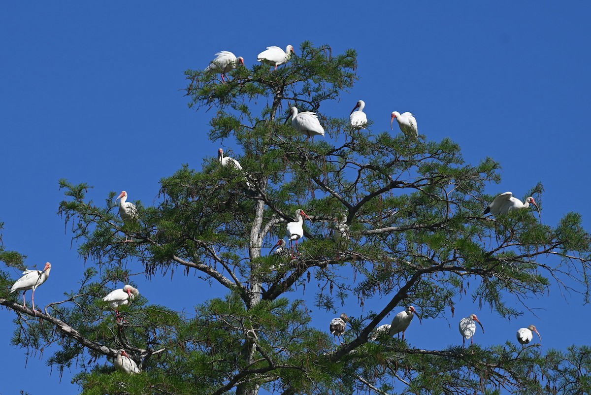 ibis bílý - ML618449302