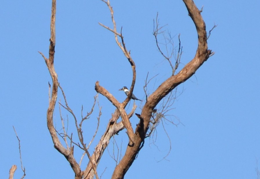 Ringed Kingfisher - Sabrina Rendon