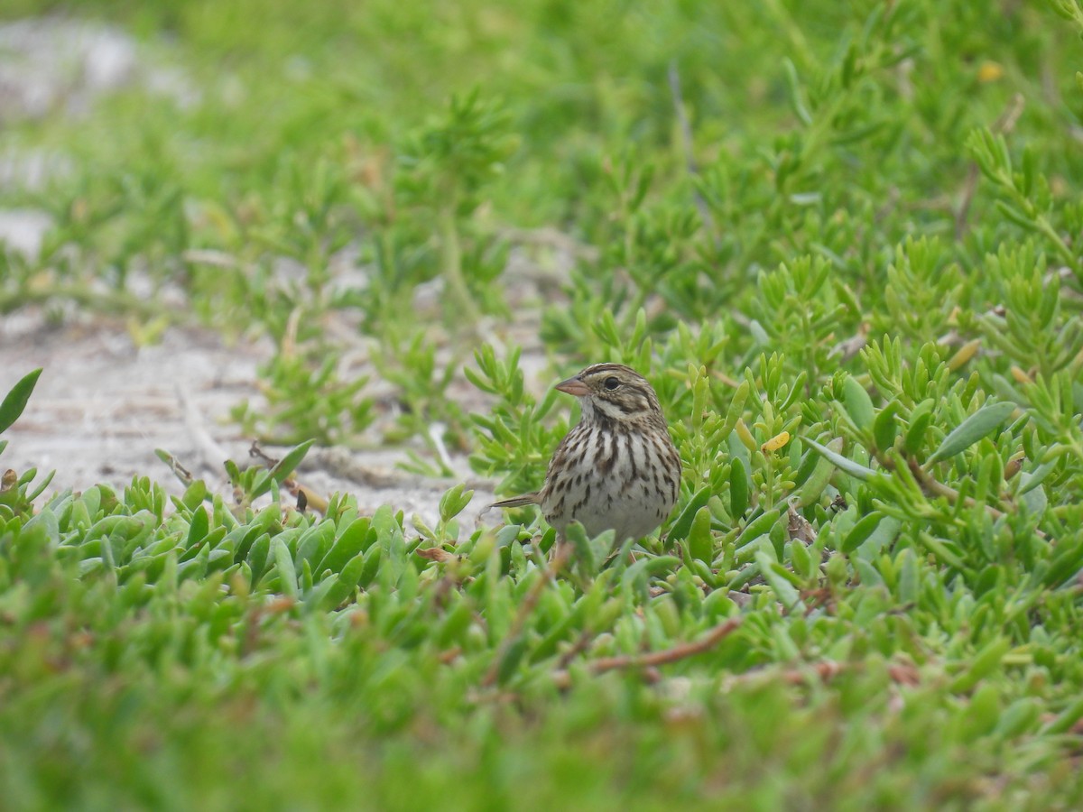 Savannah Sparrow - ML618449332