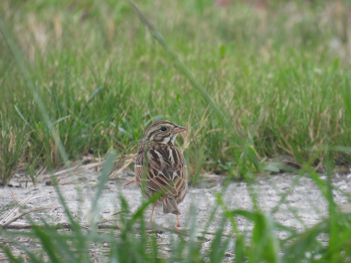 Savannah Sparrow - ML618449335