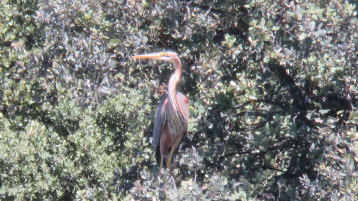 Purple Heron - Felipe Rosado Romero