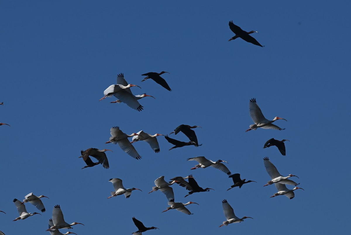 ibis hnědý - ML618449354