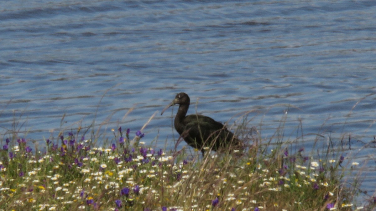 ibis hnědý - ML618449363