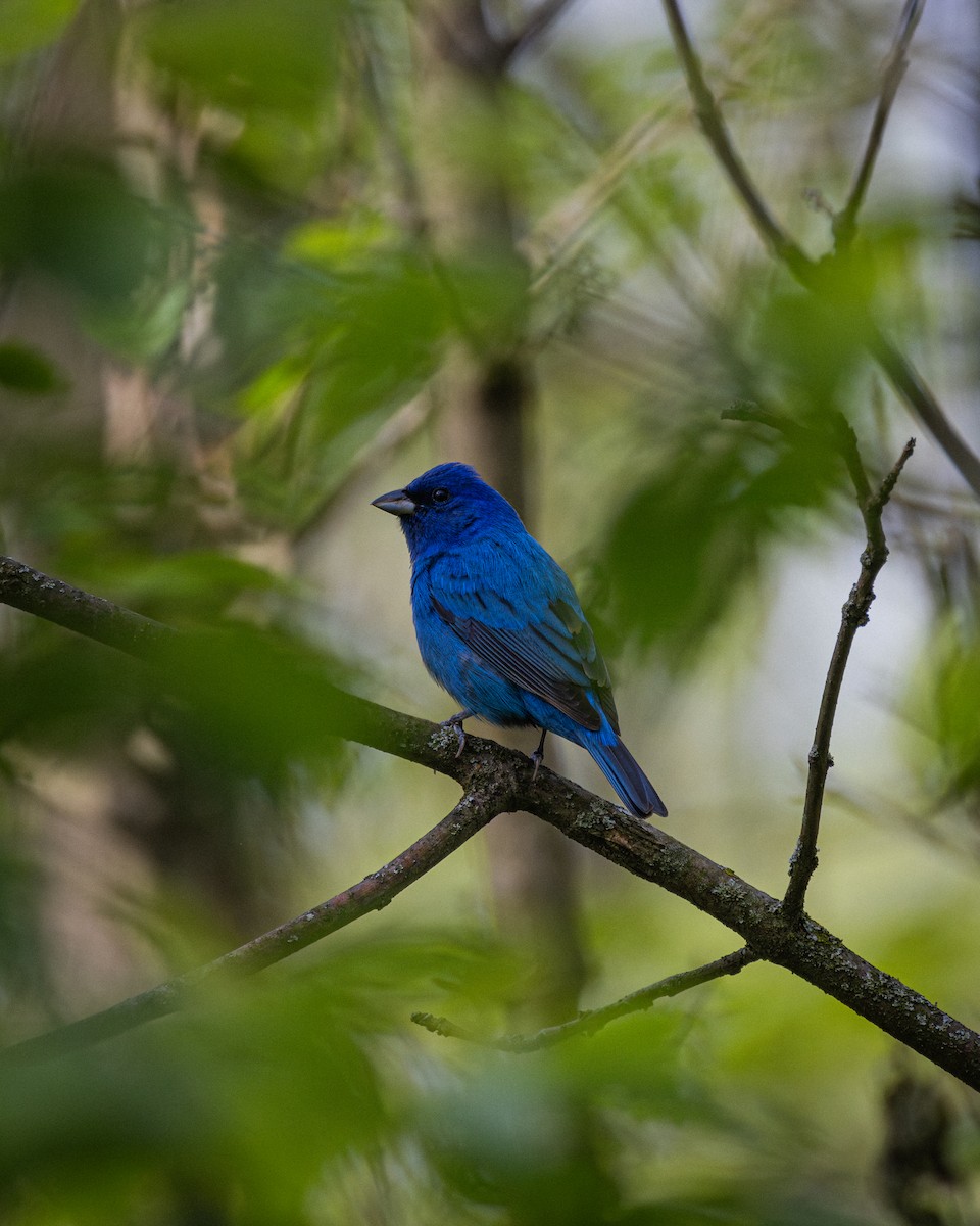 papežík indigový - ML618449364