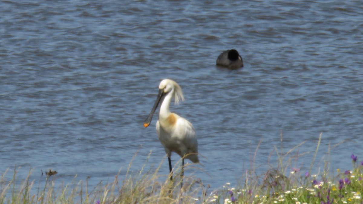 Eurasian Spoonbill - Felipe Rosado Romero