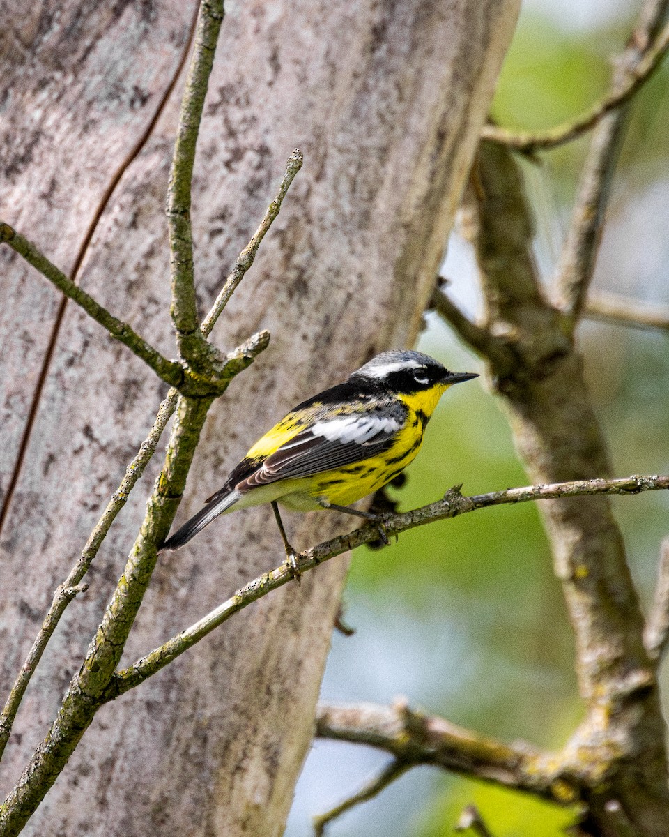 Magnolia Warbler - ML618449372