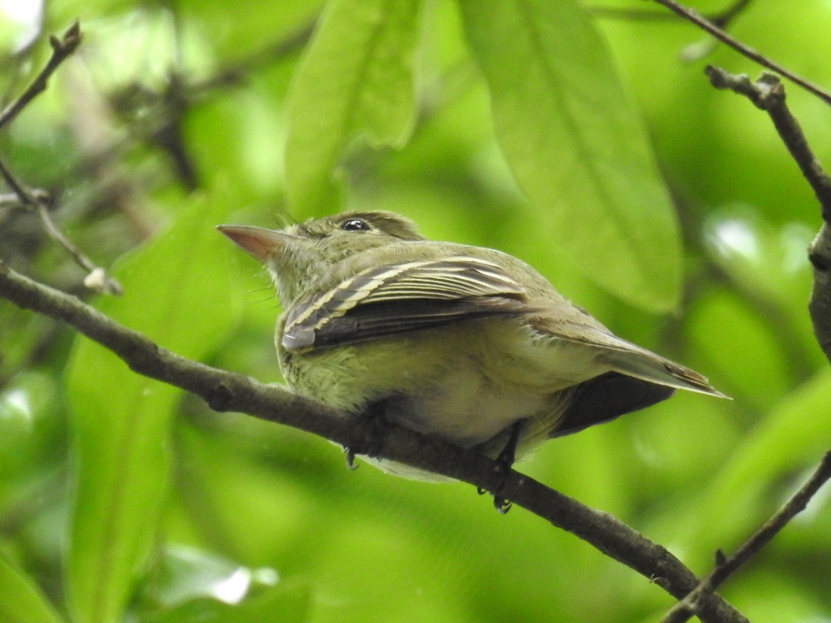Acadian Flycatcher - ML618449385