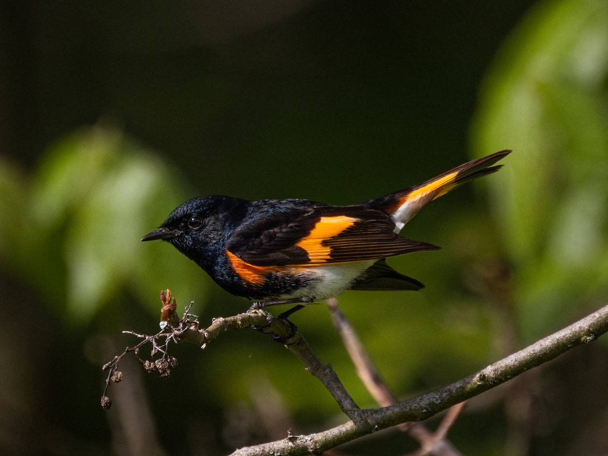 American Redstart - ML618449386