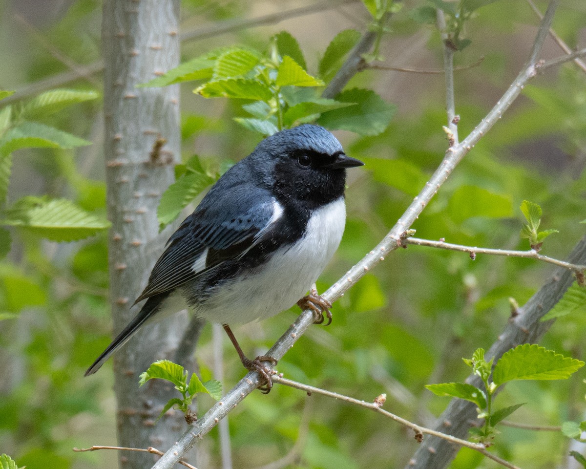Black-throated Blue Warbler - Terri Kurtz