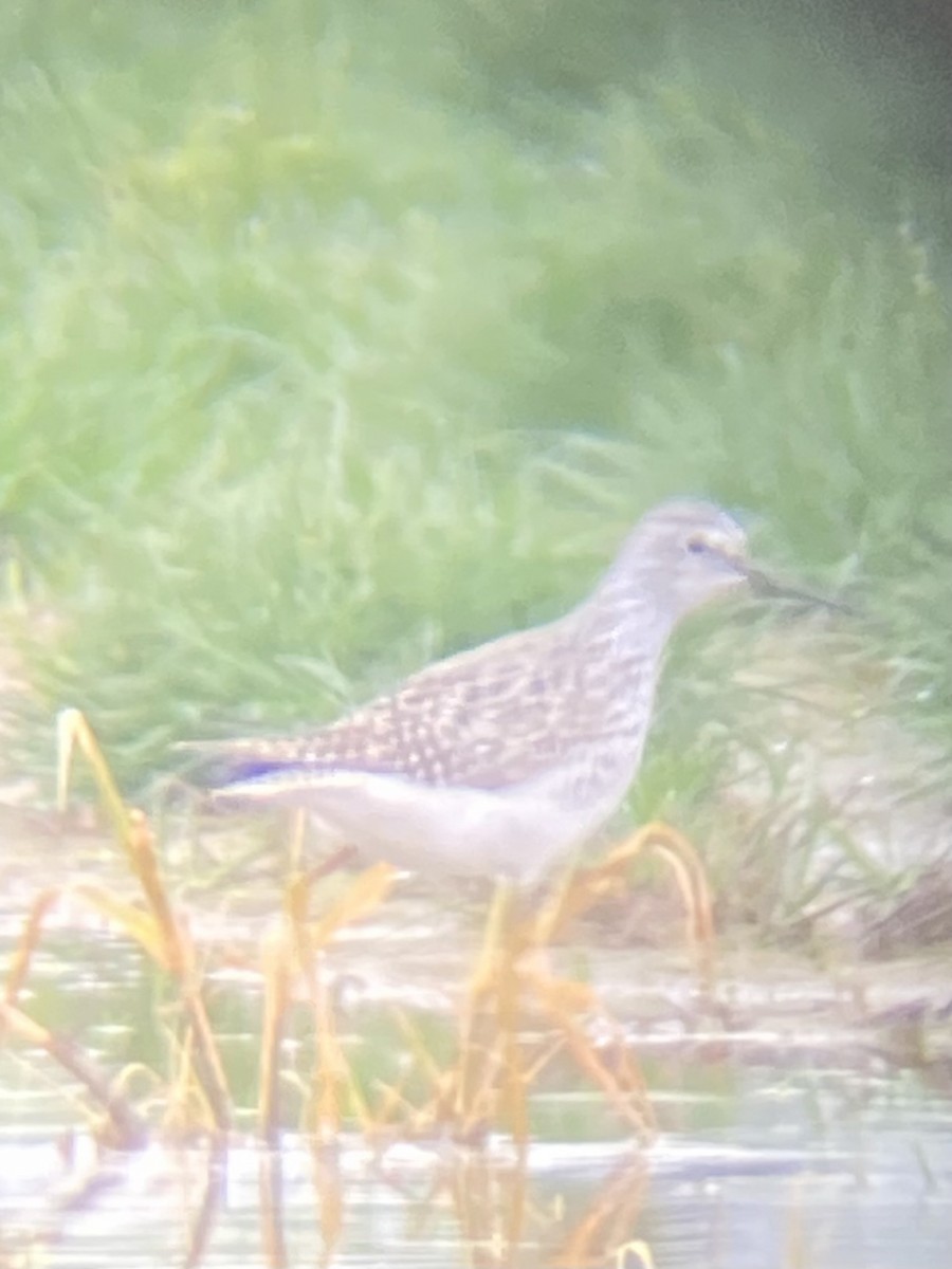 Lesser Yellowlegs - ML618449413