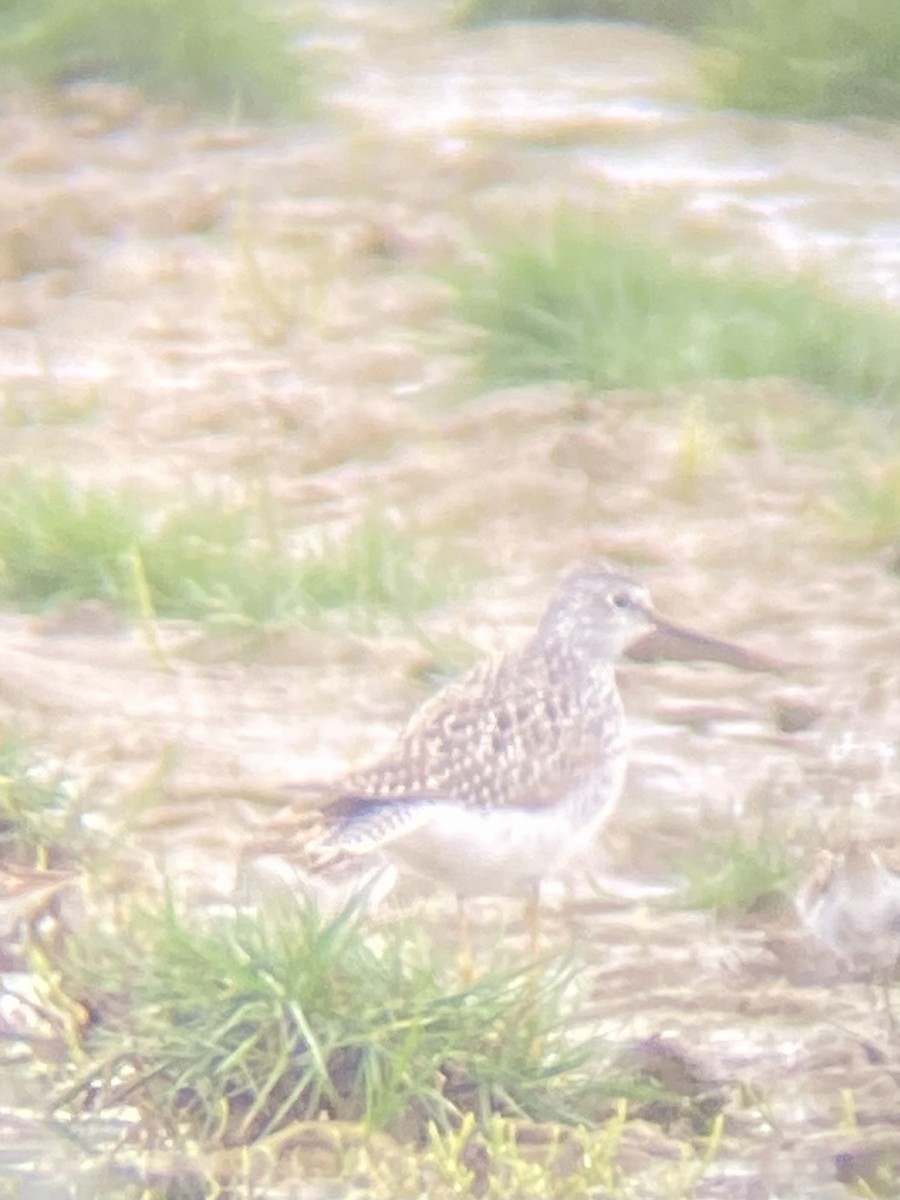 Lesser Yellowlegs - ML618449414