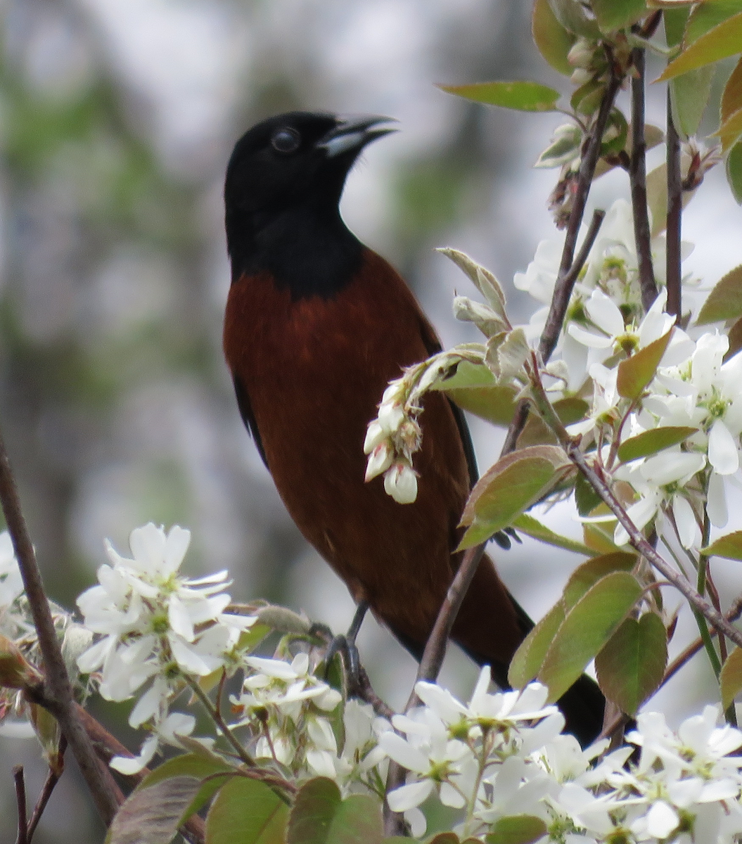 Orchard Oriole - Laurie Healey