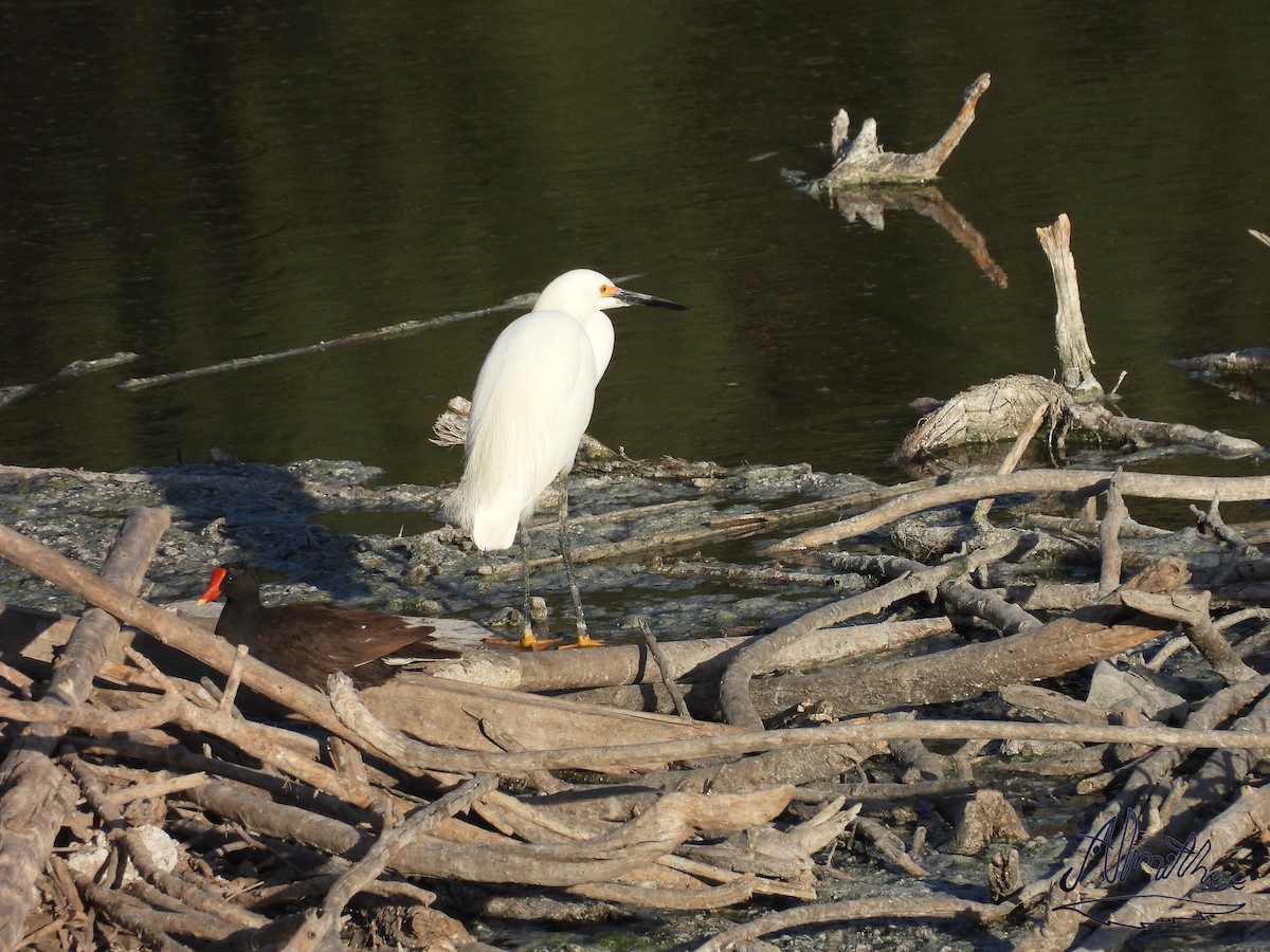 Snowy Egret - ML618449456