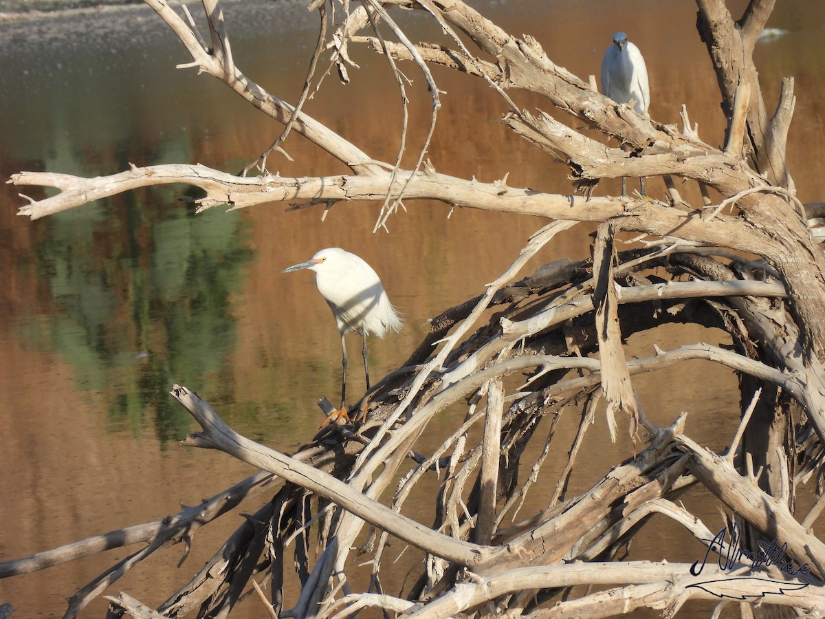 Snowy Egret - ML618449457