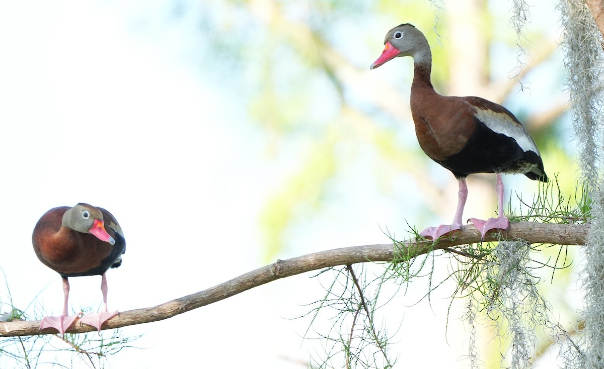 Black-bellied Whistling-Duck - ML618449461