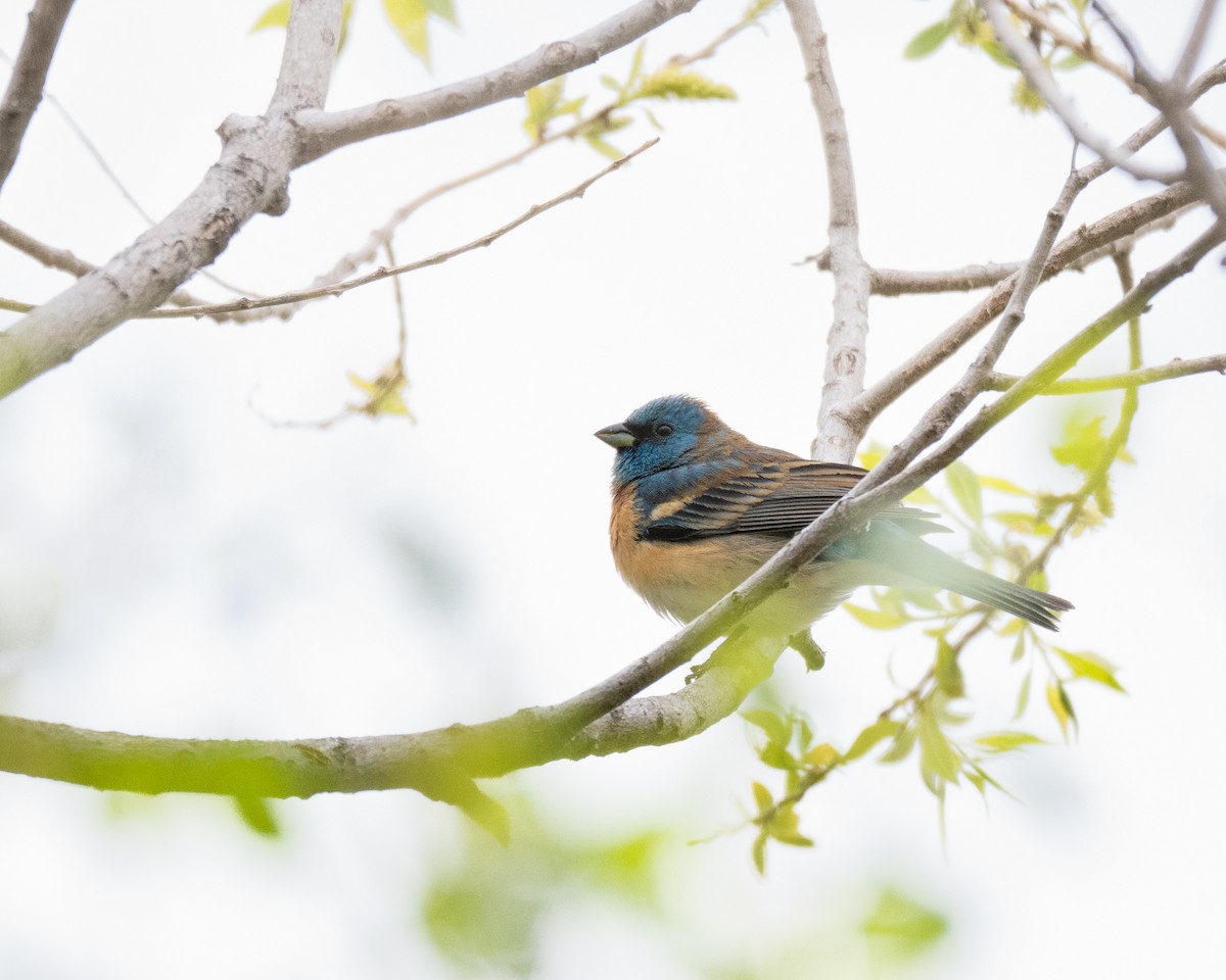 Lazuli Bunting - ML618449467