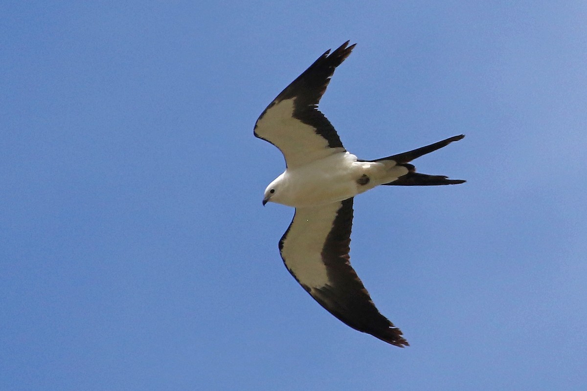 Swallow-tailed Kite - Jeffrey Offermann