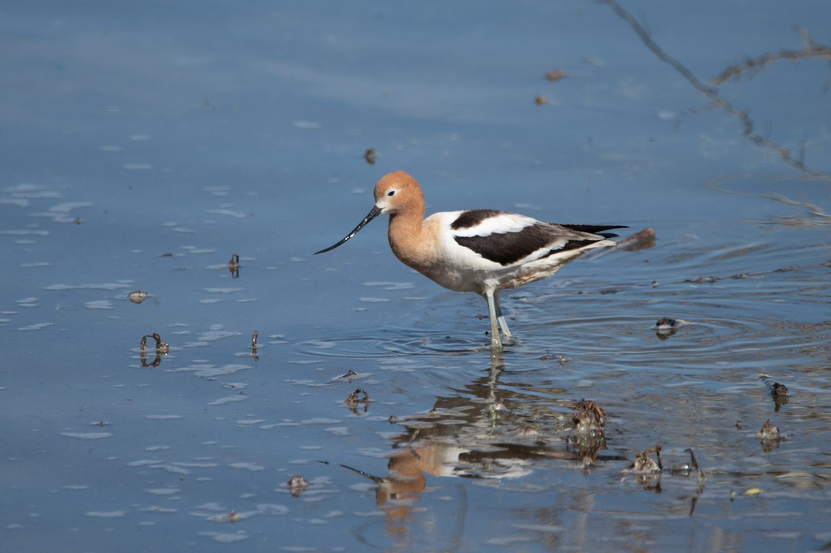 American Avocet - David Wade