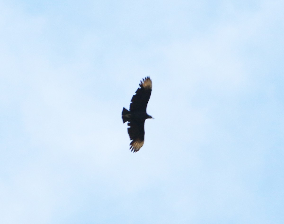 Black Vulture - Feliciano Lumini