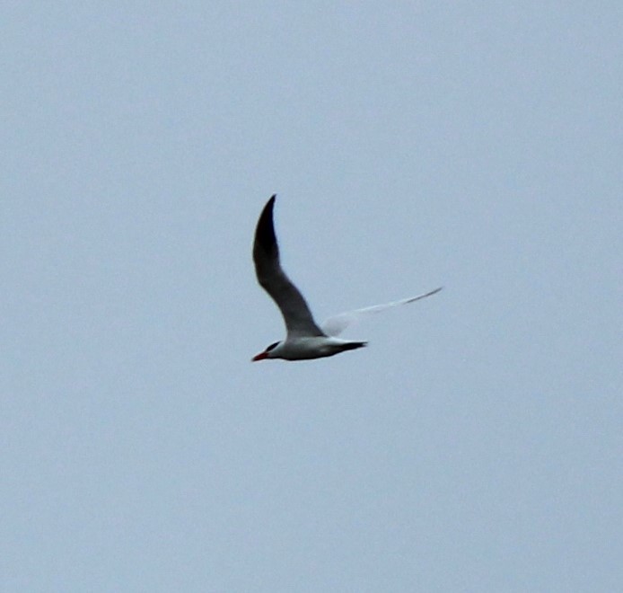 Caspian Tern - ML618449619