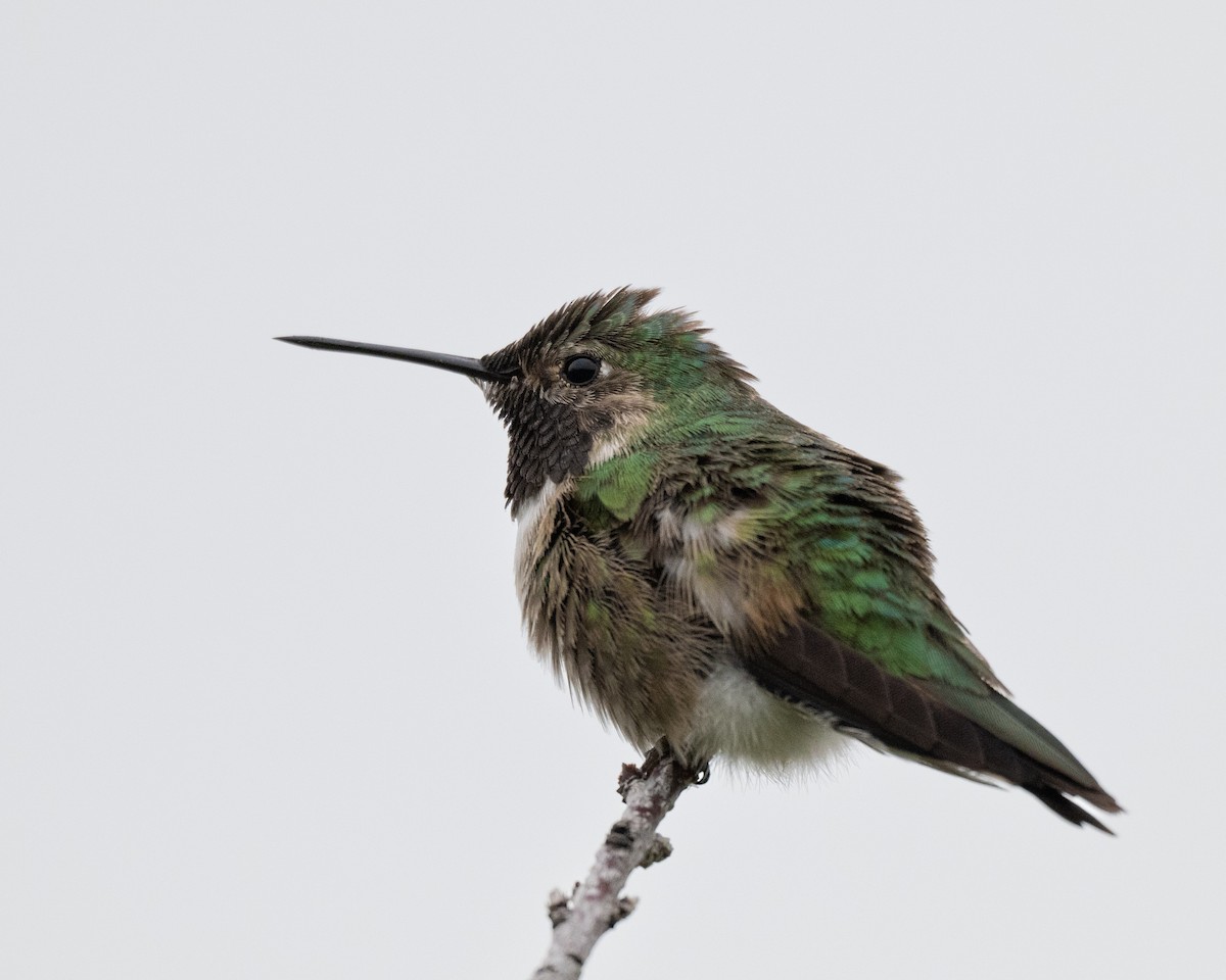 Broad-tailed Hummingbird - Terri Kurtz