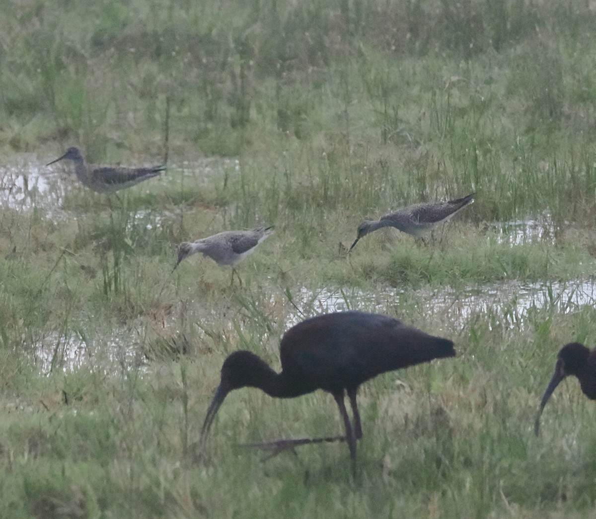 Greater Yellowlegs - ML618449629