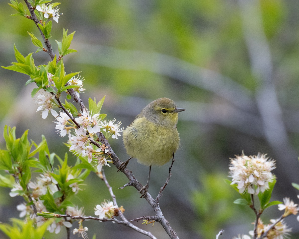 Orange-crowned Warbler - ML618449638